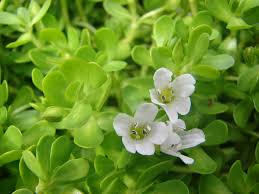 Bacopa Monnieri & Huperzine A
